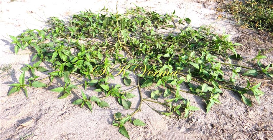  Plant